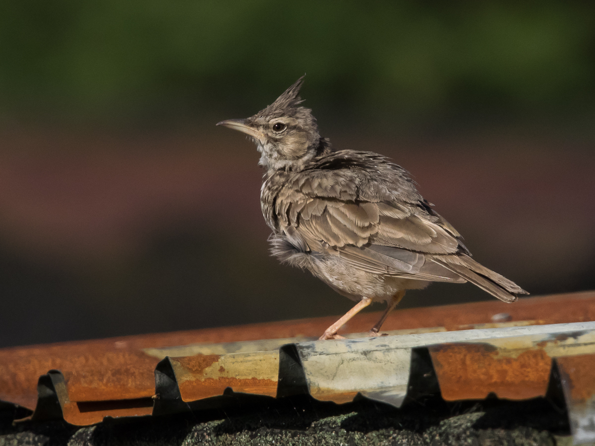 Tyhtkiuru Crested Lark (Galerida cristata)