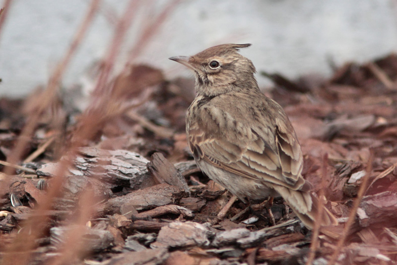 Tyhtkiuru Crested Lark (Galerida cristata)