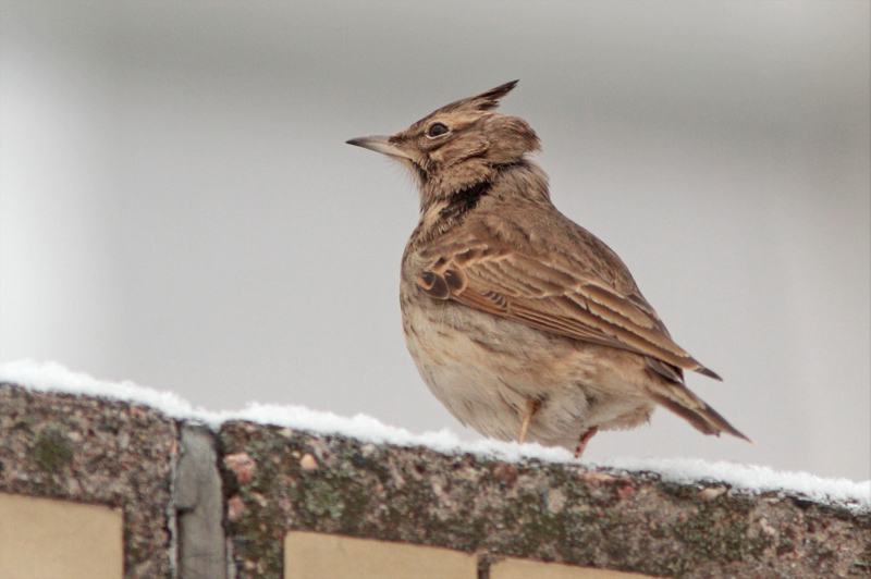 Tyhtkiuru Crested Lark (Galerida cristata)