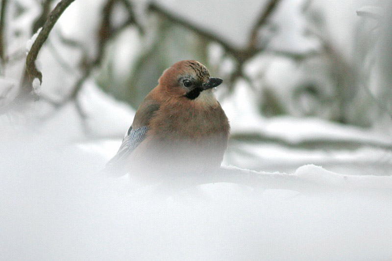 N�rhi (Garrulus glandarius)