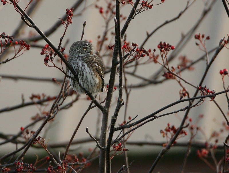Varpusp�ll� Pygmy Owl (Glaucidium passerinum)