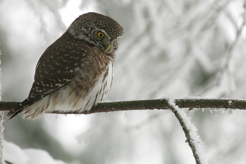 Varpusp�ll� (Glausidium passerinum)