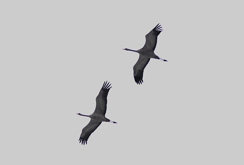 Kurki Grus grus