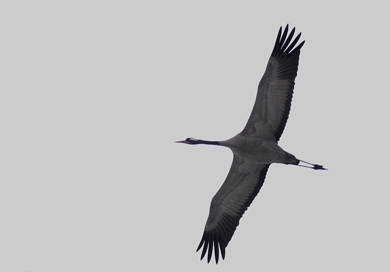 Kurki Grus grus