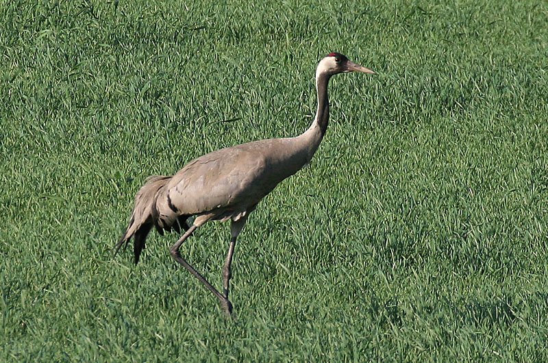 Kurki Grus grus