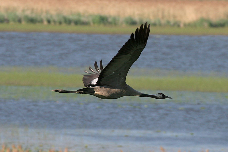 Kurki Grus grus