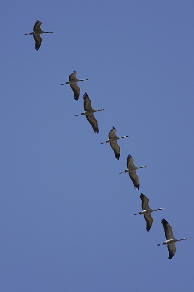 Kurki, Crane (Grus grus)