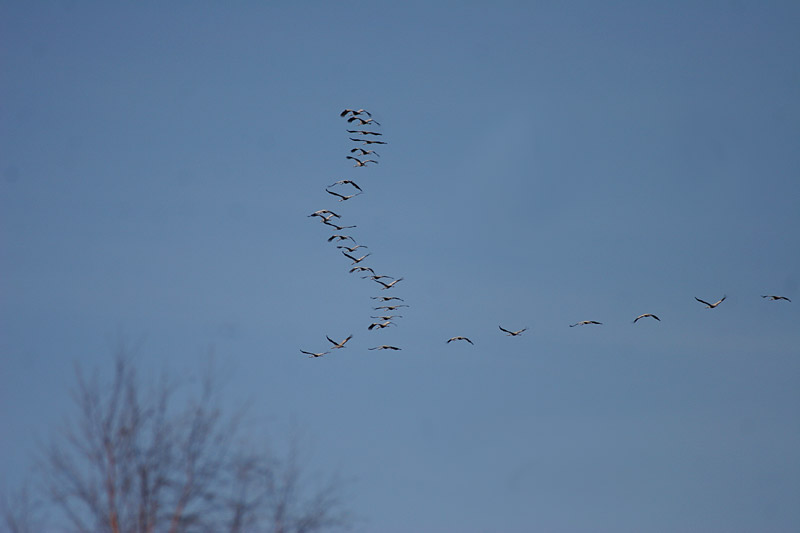 Kurki, Crane (Grus grus)