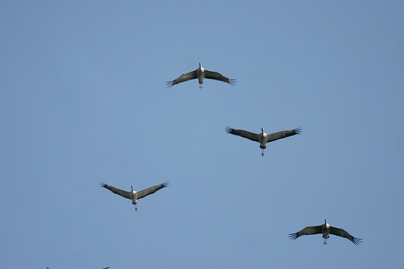 Kurki, Crane (Grus grus)