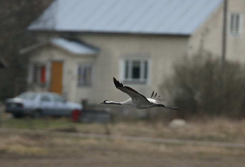 Kurki, Crane (Grus grus)