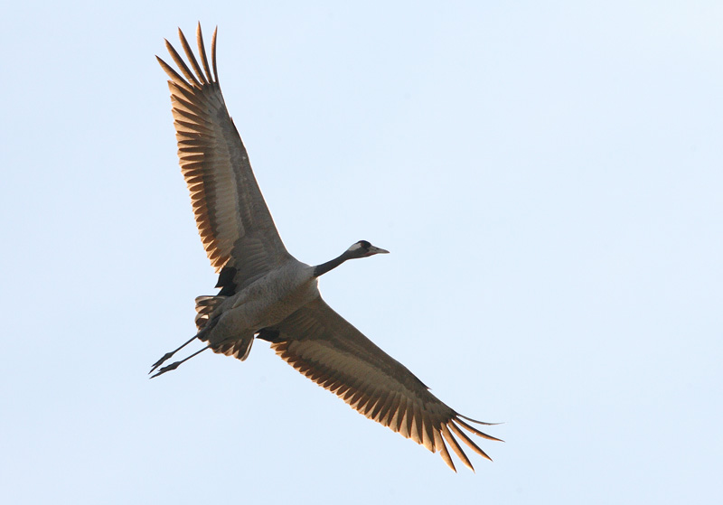 Kurki, Crane (Grus grus)