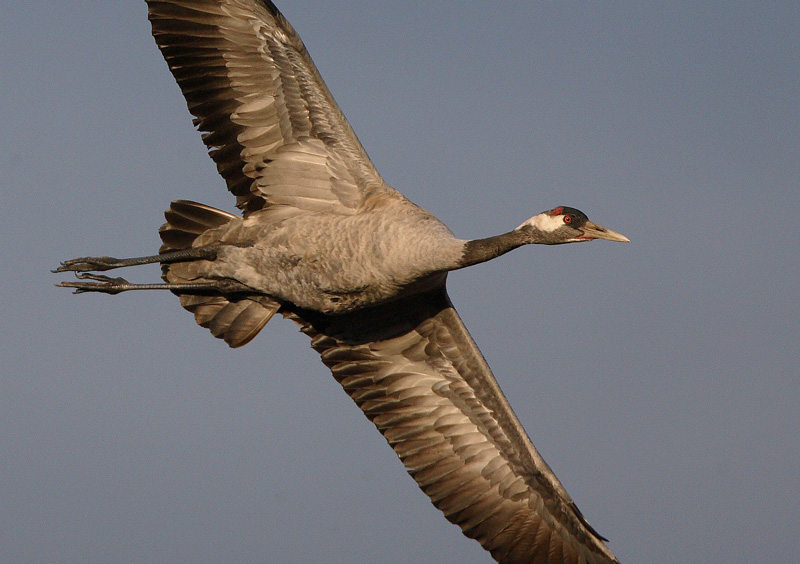 Kurki, Crane (Grus grus)