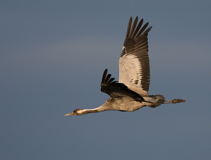 Kurki, Crane (Grus grus)