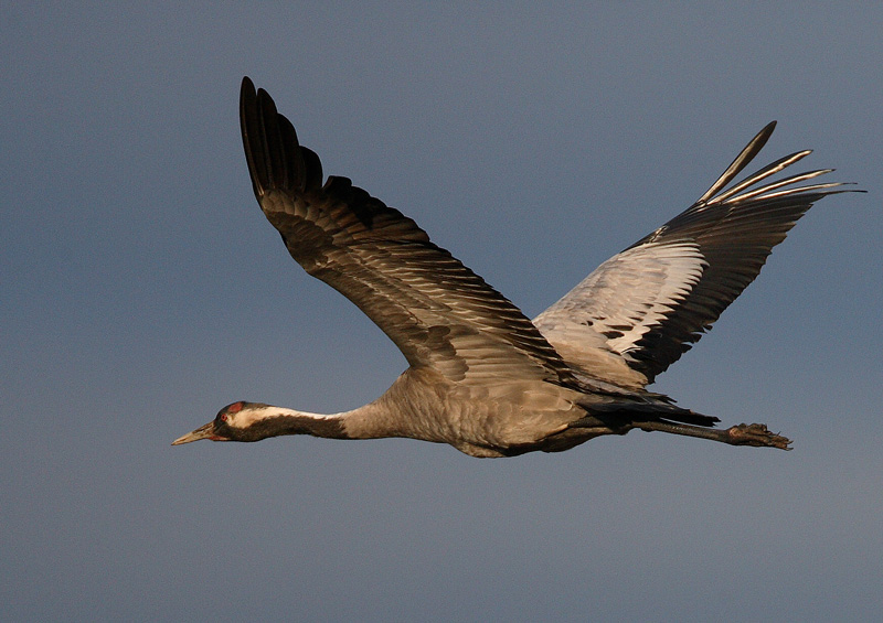 Kurki, Crane (Grus grus)