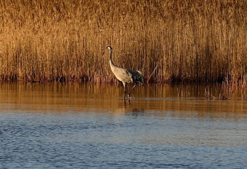 Kurki, Crane (Grus grus)