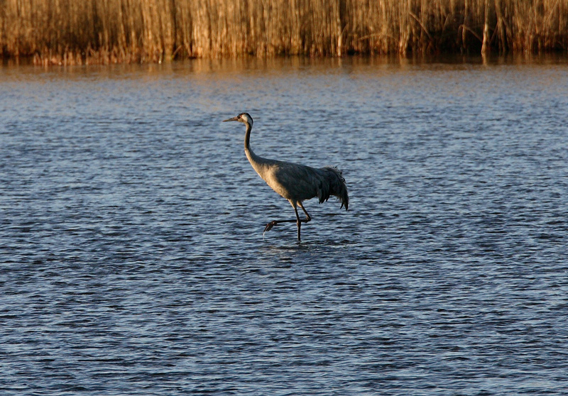 Kurki, Crane (Grus grus)