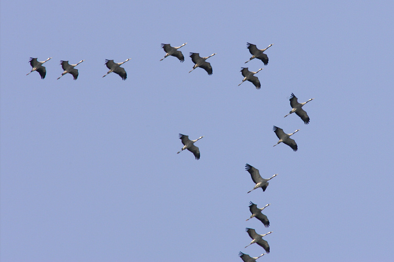 Kurki, Crane (Grus grus)