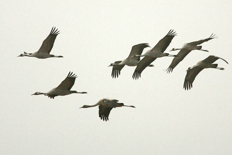 Kurki, Crane (Grus grus)
