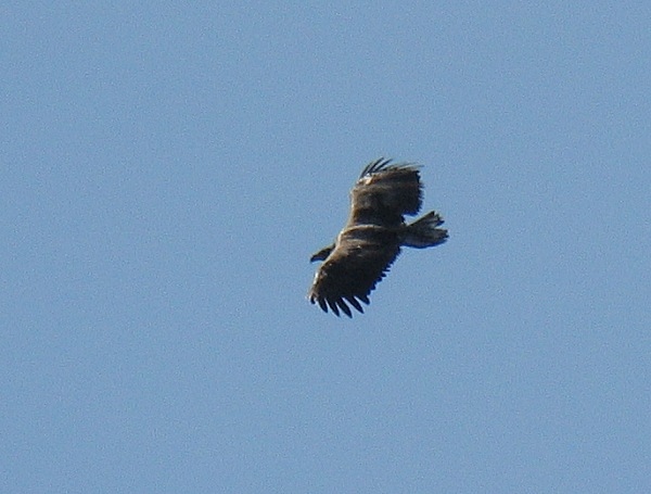 Merikotka