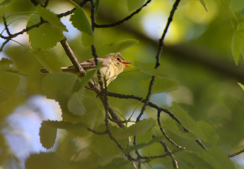 Kultarinta Hippolais icterina