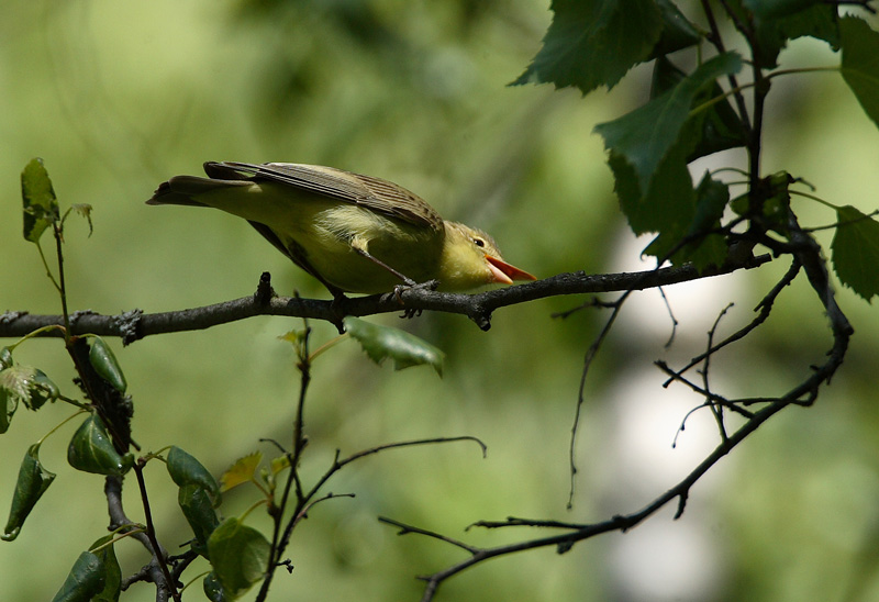 Kultarinta Hippolais icterina