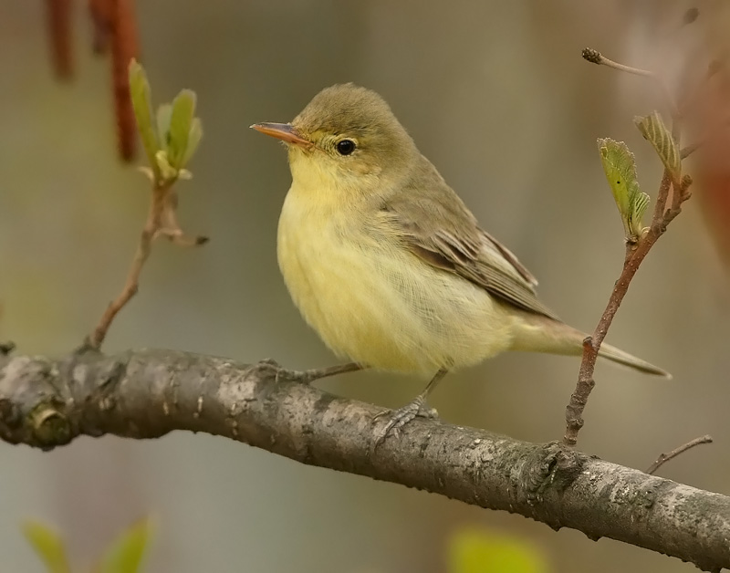 Kultarinta Hippolais icterina