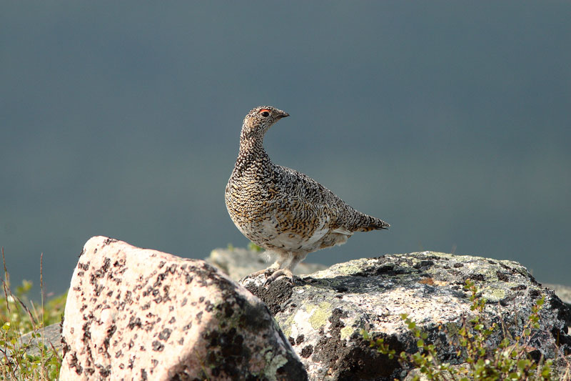Kiiruna Lagopus mutus