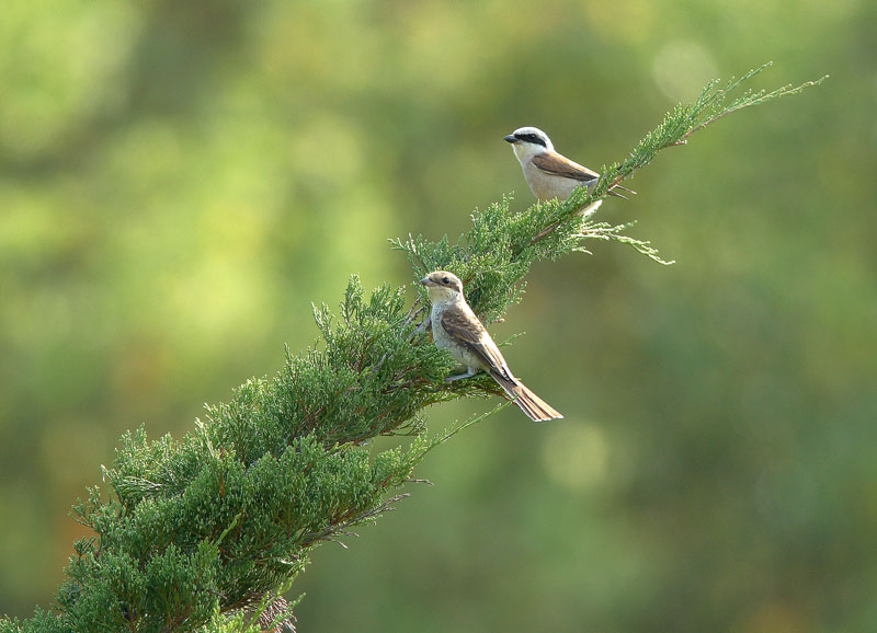 Pikkulepink�inen Lanius collurio