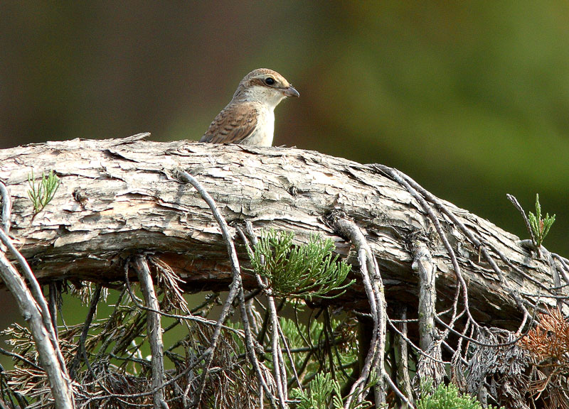 Pikkulepink�inen Lanius collurio