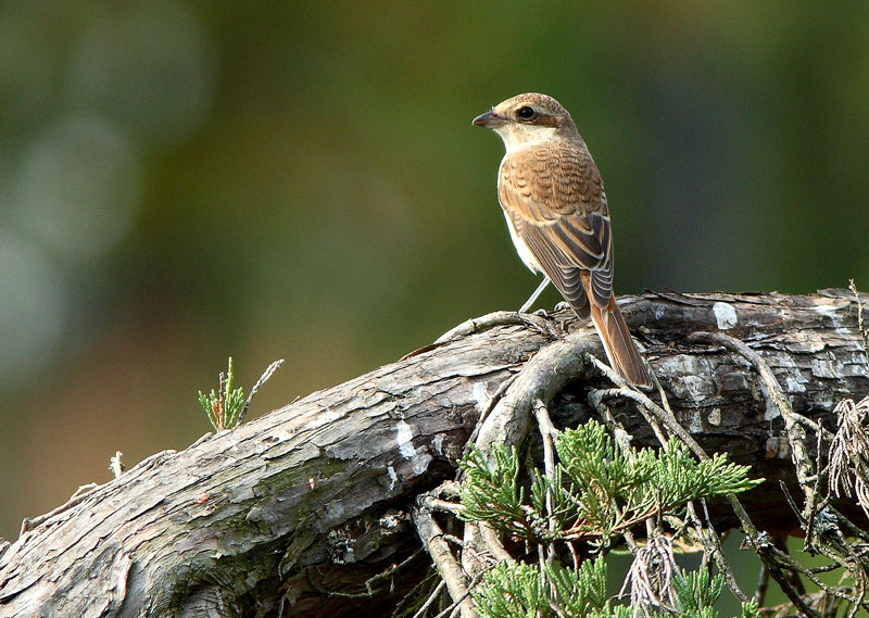 Pikkulepink�inen Lanius collurio