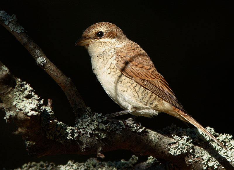 Pikkulepink�inen Lanius collurio