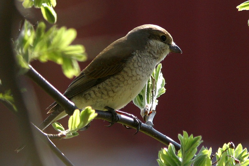 Pikkulepink�inen Lanius collurio