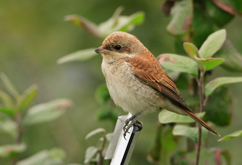 Pikkulepink�inen Lanius collurio