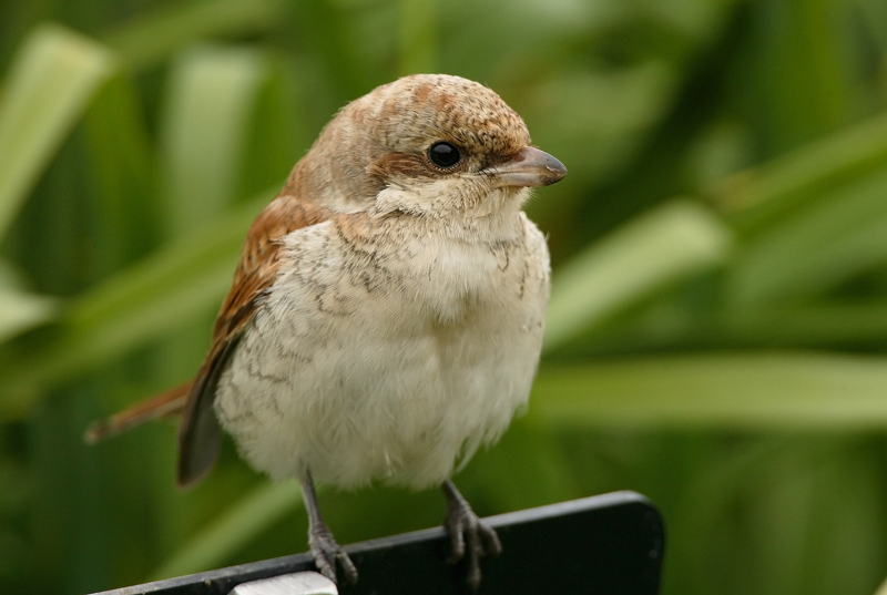 Pikkulepink�inen Lanius collurio