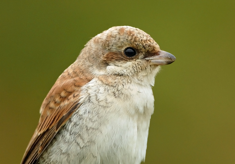 Pikkulepink�inen Lanius collurio