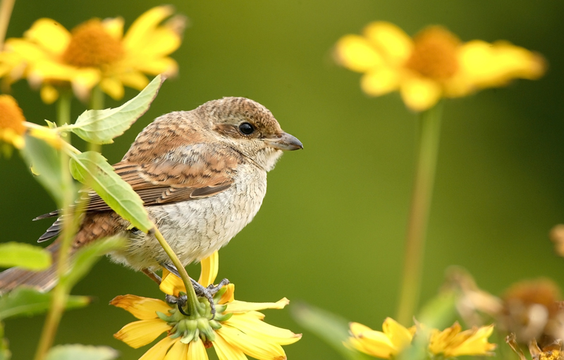 Pikkulepink�inen Lanius collurio
