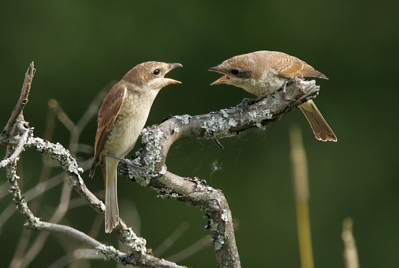 Pikkulepink�inen Lanius collurio