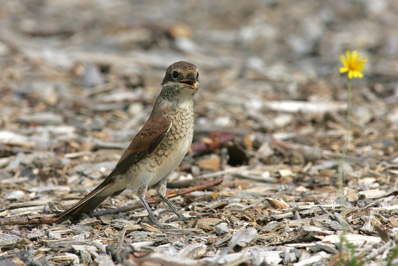 Pikkulepink�inen Lanius collurio