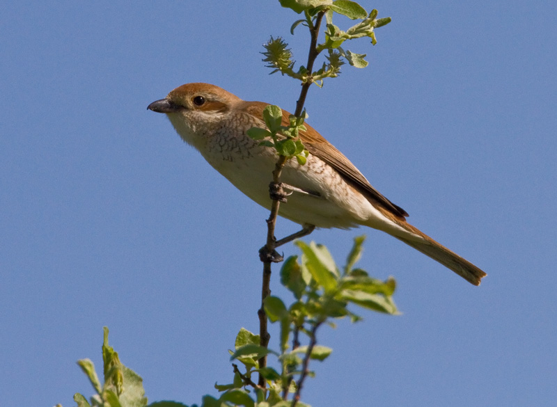 Pikkulepink�inen Lanius collurio