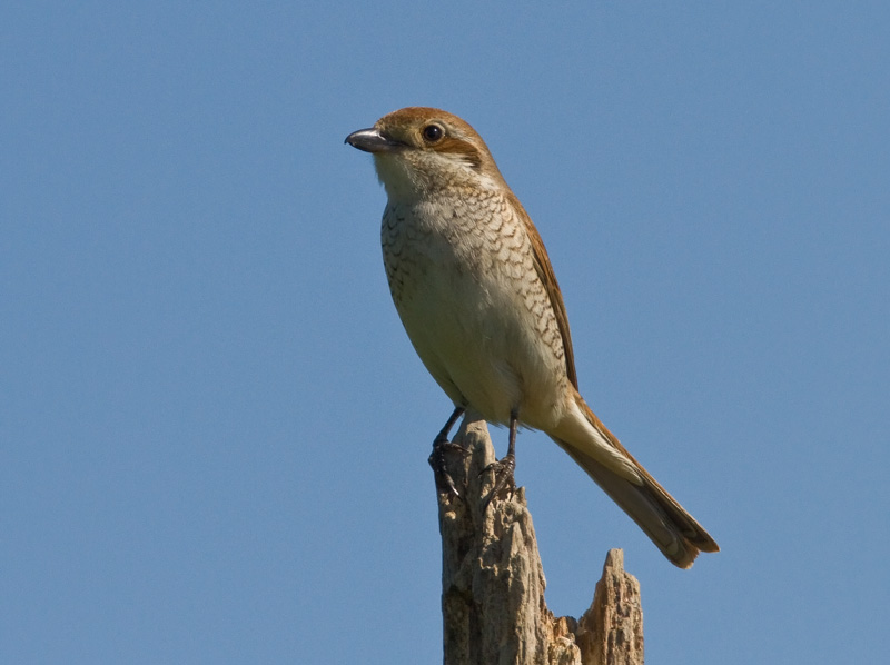 Pikkulepink�inen Lanius collurio