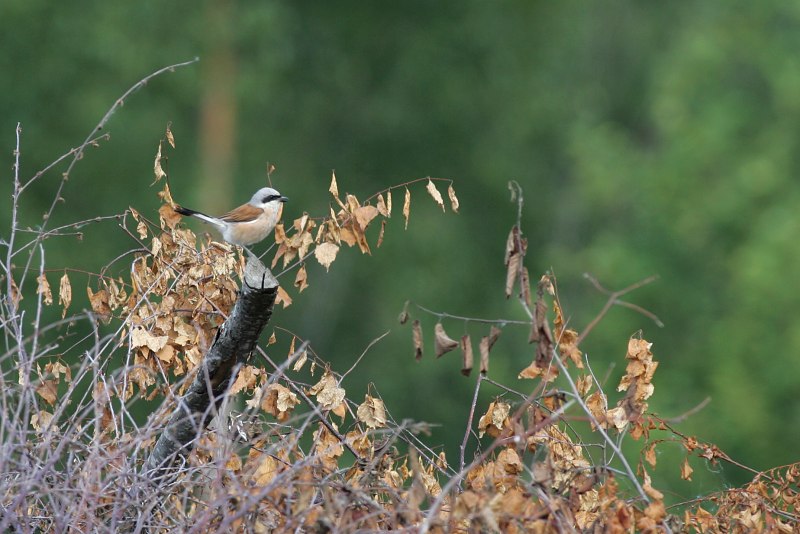 Pikkulepink�inen Lanius collurio