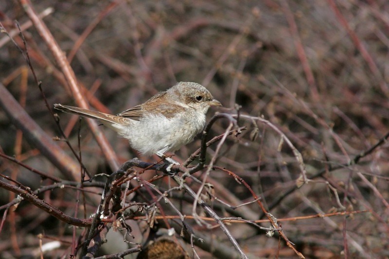 Pikkulepink�inen Lanius collurio