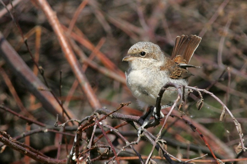 Pikkulepink�inen Lanius collurio
