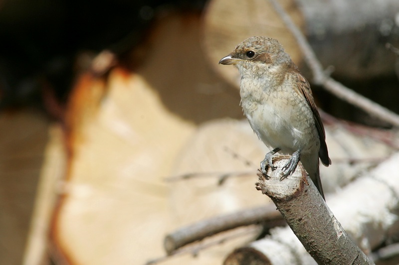 Pikkulepink�inen Lanius collurio