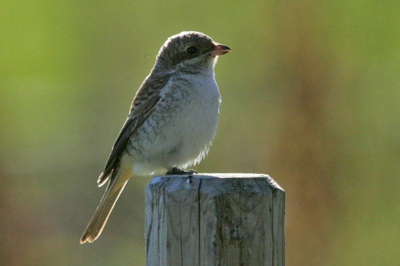 Pikkulepink�inen Lanius collurio