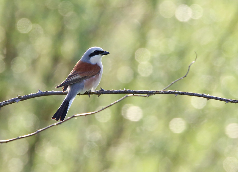 Pikkulepink�inen Lanius collurio