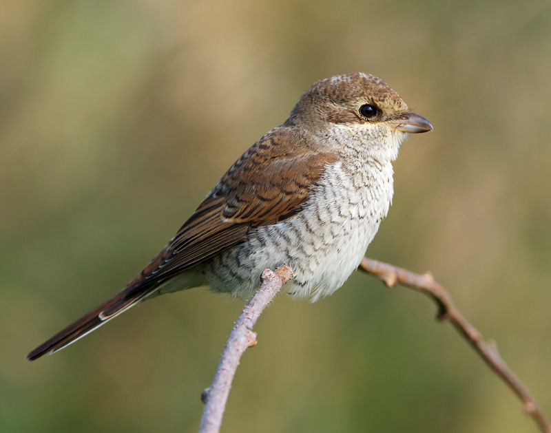 Pikkulepink�inen Lanius collurio