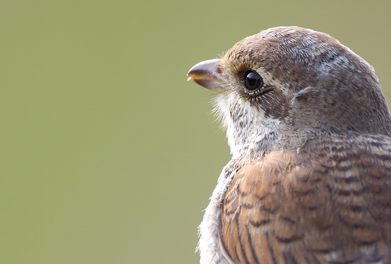 Pikkulepink�inen Lanius collurio