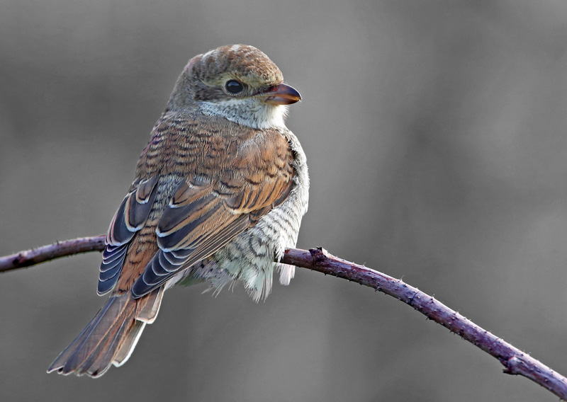 Pikkulepink�inen Lanius collurio