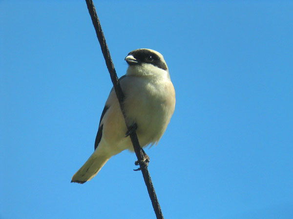 Mustaotsalepink�inen